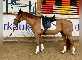 Warmblood checo, Caballo castrado, 12 años, 167 cm, Alazán