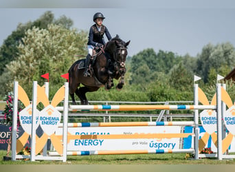 Warmblood checo, Caballo castrado, 12 años, 170 cm, Castaño oscuro