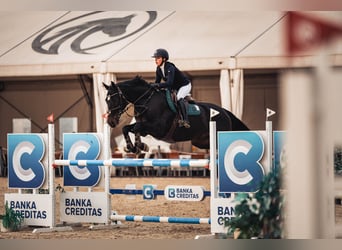 Warmblood checo, Caballo castrado, 12 años, 170 cm, Castaño oscuro