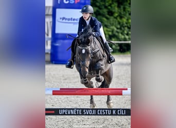 Warmblood checo, Caballo castrado, 12 años, 170 cm, Castaño oscuro