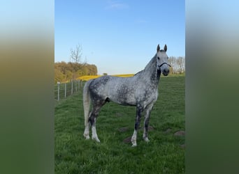 Warmblood checo, Caballo castrado, 12 años, 172 cm, Tordo rodado