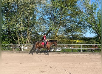 Warmblood checo, Caballo castrado, 13 años, 162 cm, Castaño oscuro