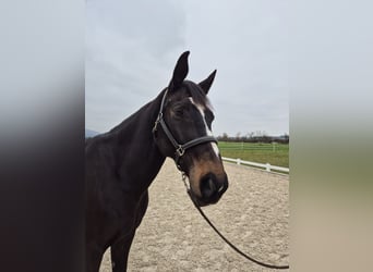 Warmblood checo, Caballo castrado, 13 años, 167 cm, Castaño oscuro