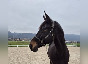 Warmblood checo, Caballo castrado, 13 años, 167 cm, Castaño oscuro