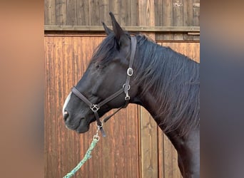 Warmblood checo, Caballo castrado, 13 años, 168 cm, Negro