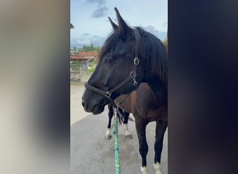 Warmblood checo, Caballo castrado, 13 años, 168 cm, Negro