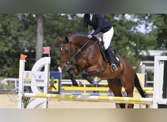 Warmblood checo, Caballo castrado, 13 años, 172 cm, Castaño oscuro