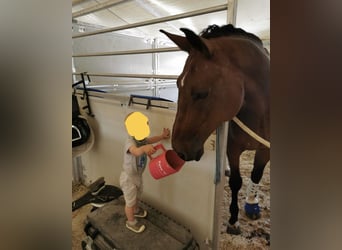 Warmblood checo, Caballo castrado, 13 años, 172 cm, Castaño oscuro