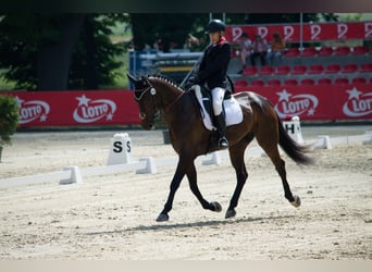 Warmblood checo, Caballo castrado, 13 años, 175 cm, Castaño oscuro