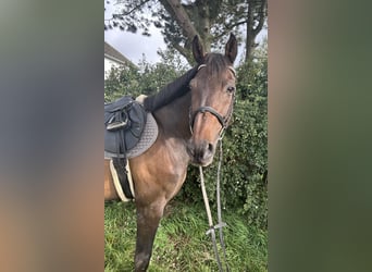 Warmblood checo, Caballo castrado, 14 años, 162 cm, Castaño