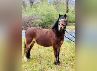 Warmblood checo, Caballo castrado, 15 años, 122 cm, Castaño