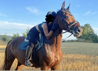 Warmblood checo, Caballo castrado, 15 años, 175 cm, Alazán