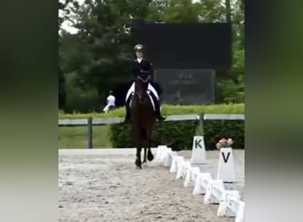 Warmblood checo, Caballo castrado, 16 años, 178 cm, Castaño oscuro