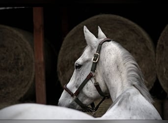 Warmblood checo, Caballo castrado, 17 años, 168 cm, Tordo