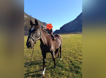 Warmblood checo, Caballo castrado, 17 años, 169 cm, Negro