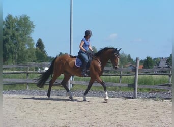 Warmblood checo, Caballo castrado, 17 años, 170 cm, Castaño rojizo