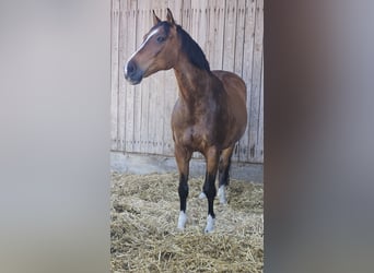 Warmblood checo, Caballo castrado, 17 años, 170 cm, Castaño rojizo