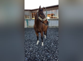 Warmblood checo, Caballo castrado, 17 años, 170 cm, Castaño rojizo