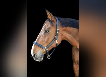 Warmblood checo, Caballo castrado, 18 años, 173 cm, Castaño