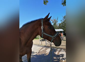 Warmblood checo, Caballo castrado, 21 años, 172 cm, Castaño