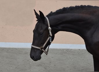 Warmblood checo, Caballo castrado, 2 años, Negro