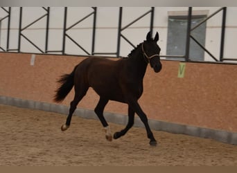 Warmblood checo, Caballo castrado, 2 años, Negro