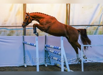 Warmblood checo, Caballo castrado, 3 años, 162 cm, Alazán