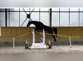 Warmblood checo, Caballo castrado, 3 años, 162 cm, Negro