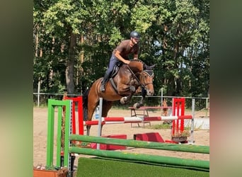 Warmblood checo, Caballo castrado, 3 años, 170 cm, Castaño rojizo