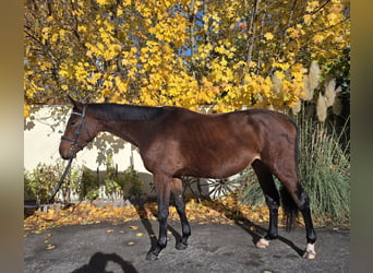 Warmblood checo, Caballo castrado, 3 años, 172 cm, Castaño