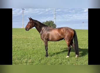 Warmblood checo, Caballo castrado, 3 años, 173 cm, Castaño oscuro