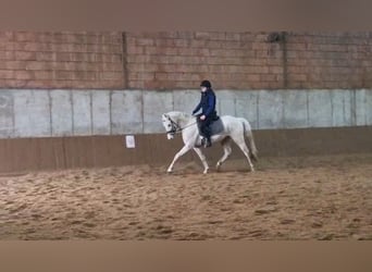 Warmblood checo Mestizo, Caballo castrado, 4 años, 155 cm, Cremello