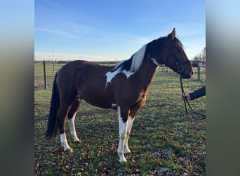 Warmblood checo, Caballo castrado, 4 años, 160 cm, Pío
