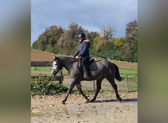 Warmblood checo, Caballo castrado, 4 años, 160 cm, Tordo rodado