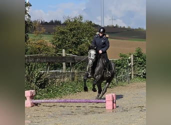 Warmblood checo, Caballo castrado, 4 años, 160 cm, Tordo rodado