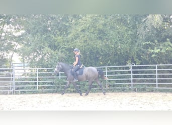 Warmblood checo, Caballo castrado, 4 años, 160 cm, Tordo rodado