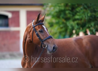 Warmblood checo, Caballo castrado, 4 años, 162 cm, Castaño