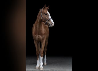 Warmblood checo, Caballo castrado, 4 años, 164 cm, Alazán-tostado