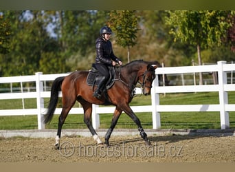 Warmblood checo, Caballo castrado, 4 años, 164 cm, Castaño