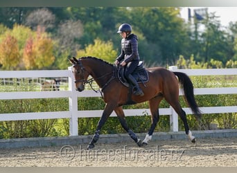 Warmblood checo, Caballo castrado, 4 años, 164 cm, Castaño