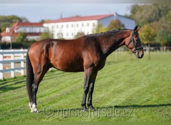 Warmblood checo, Caballo castrado, 4 años, 164 cm, Castaño