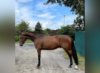 Warmblood checo, Caballo castrado, 4 años, 164 cm, Castaño rojizo