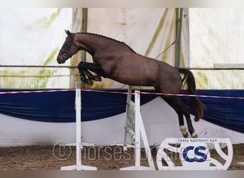Warmblood checo, Caballo castrado, 4 años, 165 cm, Alazán-tostado