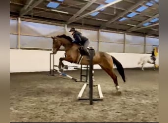 Warmblood checo, Caballo castrado, 4 años, 165 cm, Castaño