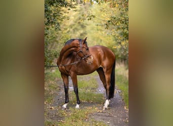 Warmblood checo, Caballo castrado, 4 años, 165 cm, Castaño