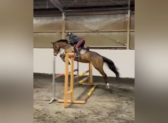 Warmblood checo, Caballo castrado, 4 años, 165 cm, Castaño