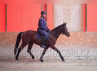 Warmblood checo, Caballo castrado, 4 años, 167 cm, Castaño