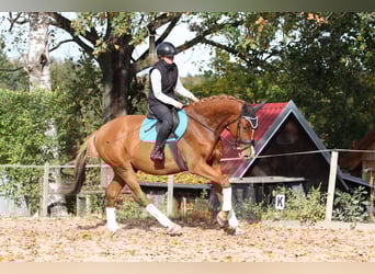 Warmblood checo, Caballo castrado, 4 años, 168 cm, Alazán