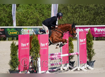 Warmblood checo, Caballo castrado, 4 años, 168 cm, Alazán