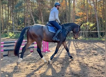 Warmblood checo, Caballo castrado, 4 años, 168 cm, Castaño rojizo